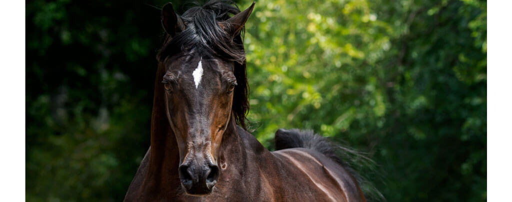 beau cheval arabe brun avec tâche blanche sur le front regard de face