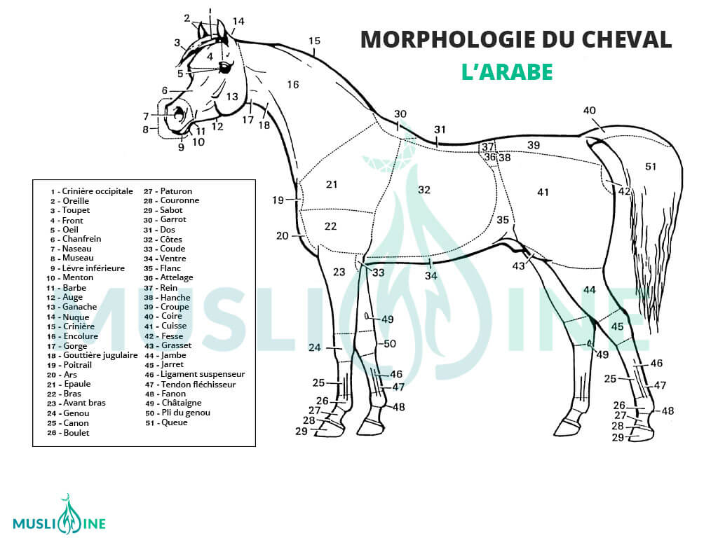 Morphologie du cheval pur sang arabe